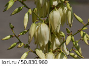Yucca (Latin. Yucca) blooms in the garden. Yucca is a genus of arboreal evergreen plants of the Agave subfamily (Agavoideae) of the Asparagaceae family. Стоковое фото, фотограф Андрей Жигальцов / Фотобанк Лори
