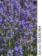 Lavender (lat. Lavandula) blooms in the garden. Lavender is a genus of plants in the family Lamiaceae or Labiatae. Стоковое фото, фотограф Андрей Жигальцов / Фотобанк Лори