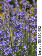 Lavender (lat. Lavandula) blooms in the garden. Lavender is a genus of plants in the family Lamiaceae or Labiatae. Стоковое фото, фотограф Андрей Жигальцов / Фотобанк Лори