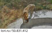 Powerful siberian tiger prowling concrete enclosure edge, muscular striped form highlighting predatory grace within captive environment. Стоковое видео, видеограф Mikhail Davidovich / Фотобанк Лори