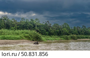 A pygmy elephant swims in a river. A head is visible above the water. There are thickets of tall green grass on the clay shore. Rain forest trees against the sky and clouds. Malaysia. Borneo. Стоковое фото, фотограф Вера Ивановна Кубарева / Фотобанк Лори