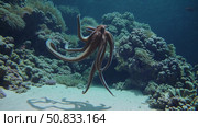 Massive octopus gliding smoothly near colorful coral reef, tentacles undulating through deep blue underwater seascape, marine life in motion. Стоковое AI-изображение, AI-художник Данил Руденко / Фотобанк Лори