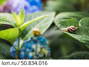 Grape snail (Helix pomatia) on a flowering hydrangea. A garden pest. An edible snail. A terrestrial gastropod mollusk of the Helicidae family. Стоковое фото, фотограф Photojuli / Фотобанк Лори