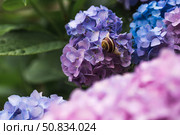 Grape snail (Helix pomatia) on a flowering hydrangea. A garden pest. An edible snail. A terrestrial gastropod mollusk of the Helicidae family. Стоковое фото, фотограф Photojuli / Фотобанк Лори