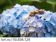 Grape snail (Helix pomatia) on a flowering hydrangea. A garden pest. An edible snail. A terrestrial gastropod mollusk of the Helicidae family. Стоковое фото, фотограф Photojuli / Фотобанк Лори