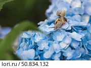 Grape snail (Helix pomatia) on a flowering hydrangea. A garden pest. An edible snail. A terrestrial gastropod mollusk of the Helicidae family. Стоковое фото, фотограф Photojuli / Фотобанк Лори