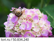 Grape snail (Helix pomatia) on a flowering hydrangea. A garden pest. An edible snail. A terrestrial gastropod mollusk of the Helicidae family. Стоковое фото, фотограф Photojuli / Фотобанк Лори