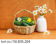 Summer rustic still life with a wicker basket of freshly picked cucumbers and a bouquet of daisies on a wooden table in kitchen garden. Harvest of organic vitamins low-calorie healthy vegetables. Стоковое фото, фотограф Виктория Катьянова / Фотобанк Лори
