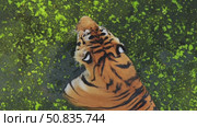 Top view of beautiful tiger swimming in a pond covered with green algae, enjoying a refreshing moment in its zoo enclosure. Стоковое видео, видеограф Mikhail Davidovich / Фотобанк Лори