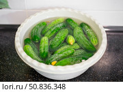 A pile of fresh green cucumbers soaking in water in a white plastic bowl on a dark surface, preparing to pickle. Стоковое фото, фотограф Коханова Наталья / Фотобанк Лори