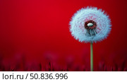 Ephemeral Beauty: A solitary dandelion seed head against a dramatic crimson setting, symbolizing fragility, hope, and fleeting moments. Стоковое AI-изображение, AI-художник Данила Большаков / Фотобанк Лори