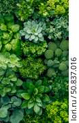 Verdant plant tapestry: A soothing medley of diverse green foliage, a celebration of botanical abundance. Стоковое AI-изображение, AI-художник Данила Большаков / Фотобанк Лори