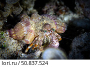 Anemone Hermit Crab (Dardanus Pedunculatus) stock photo. Анемоновый рак-отшельник. Стоковое фото, фотограф Никита Костылев / Фотобанк Лори