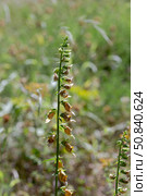 Flowering plant (Digitalis laevigata) close-up in natural habitat. Стоковое фото, фотограф Татьяна Ляпи / Фотобанк Лори