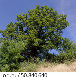 A plant (Quercus) with green leaves grows in the forest. Стоковое фото, фотограф Татьяна Ляпи / Фотобанк Лори