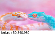 Serene Snakes: A Pastel Portrait of Reptilian Connection, A tender portrait showcasing the bond between two colorful snakes in soft pastel hues. Стоковое AI-изображение, AI-художник Данила Большаков / Фотобанк Лори