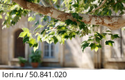 Sunlit green leaves on branch in urban courtyard. Стоковое AI-изображение, AI-художник Olga Didraga / Фотобанк Лори