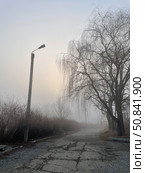 Утренний туман. Стоковое фото, фотограф Дарья Маркина / Фотобанк Лори