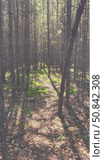 Vertical video of Walk through a mossy pine forest in summer season. Стоковое видео, видеограф Сергей Пристяжнюк (Serg Zastavkin) / Фотобанк Лори