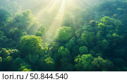Sunlit Canopy: serene top-down view of lush forest with radiant light beams piercing through the verdant treetop. Стоковое AI-изображение, AI-художник Данила Большаков / Фотобанк Лори