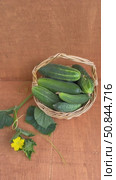 Vertical video of a wicker basket with freshly picked cucumbers on a wooden table on kitchen garden in summer day. Harvest of organic vitamins vegetables. Стоковое видео, видеограф Виктория Катьянова / Фотобанк Лори