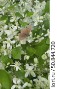 Vertical video of brown satyr butterfly with dark spots on wings (lat. Satyridae) against white flowers of Clematis "White Cloud" on a sunny summer day. Beautiful summer landscape. Floral background. Стоковое видео, видеограф Виктория Катьянова / Фотобанк Лори