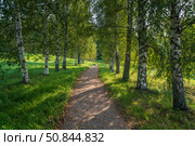 Birch alley on the shore of Gannibal Pond in the Petrovskoye Estate of the Pushkin Natural Landscape Reserve on a sunny summer day, Pushkinskiye Gory, Pskov region, Russia. Стоковое фото, фотограф Ula Ulachka / Фотобанк Лори