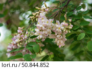 Blooming robinia pseudoacacia, commonly known in Russian as white acacia, is a fast—growing tree, a species of the genus Robinia of the Legume family Fabaceae on a sunny spring day, Astrakhan, Russia. Стоковое фото, фотограф Ula Ulachka / Фотобанк Лори