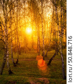 Sunrise or sunset in a spring birch forest with rays of sun shining through tree trunks by shadows and young green grass. Стоковое фото, фотограф Емельянов Евгений Викторович / Фотобанк Лори