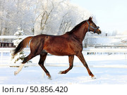 Dressage saddle horse runs in winter stud farm background. Спортивная верховая лошадь бежит по территории зимней фермы. Стоковое фото, фотограф Михаил Кондрашов / Фотобанк Лори