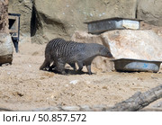 Two banded mongoose (lat.- Mungos mungo) Стоковое фото, фотограф Irina Opachevsky / Фотобанк Лори