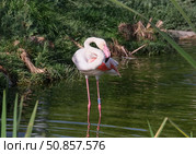 Greater flamingo (lat.- Phoenicopterus roseus) Стоковое фото, фотограф Irina Opachevsky / Фотобанк Лори