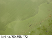 Цветение зеленых водорослей на поверхности воды. Стоковое фото, фотограф Евгений Ковальский / Фотобанк Лори