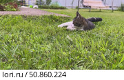 A playful grey and white feline leaps into the air on lush green grass, successfully catching a tiny mouse in a swift, amusing jump. Стоковое видео, видеограф Ирина Старикова / Фотобанк Лори