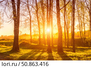Sunrise or sunset in a spring birch forest with rays of sun. Стоковое фото, фотограф Емельянов Евгений Викторович / Фотобанк Лори