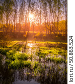 Dawn or sunset on a pond with young green reeds, birches on the neighboring shore. Стоковое фото, фотограф Емельянов Евгений Викторович / Фотобанк Лори