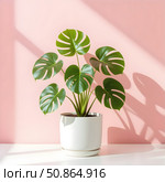 Vibrant monstera plant in minimalist white pot, lush green leaves against soft pastel pink wall, bathed in gentle natural light, Scandinavian design with Impressionistic flair. Стоковое AI-изображение, AI-художник Iva Noel / Фотобанк Лори