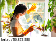 Woman in rubber gloves and apron close-up manually washes window of house with rag cleaner and mop inside interior with home plants on windowsill. Restoring order and cleanliness, cleaning servise. Стоковое фото, фотограф Ольга Симонова / Фотобанк Лори