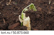 Dying cucumber seedling. Yellow wilted sprouts branch. Rotten. Crop failure. Disease of agricultural plants. Spotted yellowed diseased leaf. Leaves Infection. Sunburn. Vegetables Cultivation problems. Стоковое видео, видеограф Марина Демидюк / Фотобанк Лори