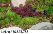 Houseleeks. Echeveria succulents in the stones. Sedum Cactus growing outdoors in a garden rockery backyard. Blooming Ornamental Sempervivum, Hen and Chicks plant with green, red purple petal tips. Стоковое видео, видеограф Марина Демидюк / Фотобанк Лори