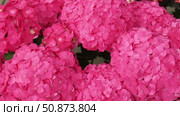 Hydrangea blooming. Blue, purple and pink heads of hydrangea flower petals. Beautiful Garden. Landscaping trend. Shrubbery blooms in the backyard. Scenic of nice landscaped. Green home design. Closeup. Стоковое видео, видеограф Марина Демидюк / Фотобанк Лори