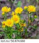 Девясил британский -Inula britannica L. (семейство Asteraceae). Цветущее растение крупным планом. Дикорастущая флора Западной Сибири. Стоковое фото, фотограф Евгений Мухортов / Фотобанк Лори