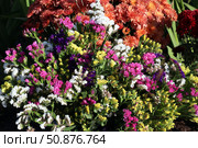 Сухоцветы (лат. Limonium) разных цветов собраны в один огромный яркий летний букет. Стоковое фото, фотограф Наталья Сухорукова / Фотобанк Лори