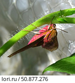 Бражник винный средний (лат. Deilephila elpenor) в Московской области. Редкий вид. Elephant hawk moth butterfly on tomato plant. Стоковое фото, фотограф Photolart / Фотобанк Лори