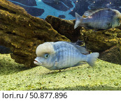 The cichlid is a blue dolphin. fish in the aquarium. background for the design. Стоковое фото, фотограф Алёна Мостович / Фотобанк Лори