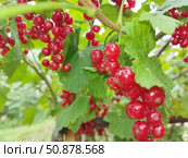 Красная смородина или садовая смородина (Ribes rubrum). В скандинавских странах ее часто используют в качестве ингредиента фруктовых супов и пудингов. Стоковое фото, фотограф Сергей Елизарьев / Фотобанк Лори