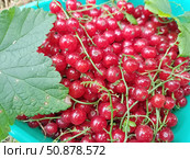 Красная смородина или садовая смородина (Ribes rubrum). В скандинавских странах ее часто используют в качестве ингредиента фруктовых супов и пудингов. Стоковое фото, фотограф Сергей Елизарьев / Фотобанк Лори