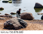 Прогулка на берегу моря, Курцхаар, порода легавых собак, выведенная в Германии. Стоковое фото, фотограф Головкова Елена / Фотобанк Лори