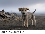 Homeless puppy in the wasteland. Стоковое AI-изображение, AI-художник Евгений Харитонов / Фотобанк Лори