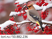 Bohemian waxwing perched on snowy branch with red berries in winter. Стоковое AI-изображение, AI-художник Иван Рябоконь / Фотобанк Лори